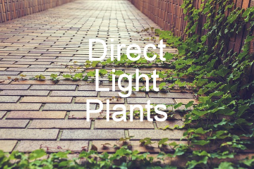Direct Light Plants