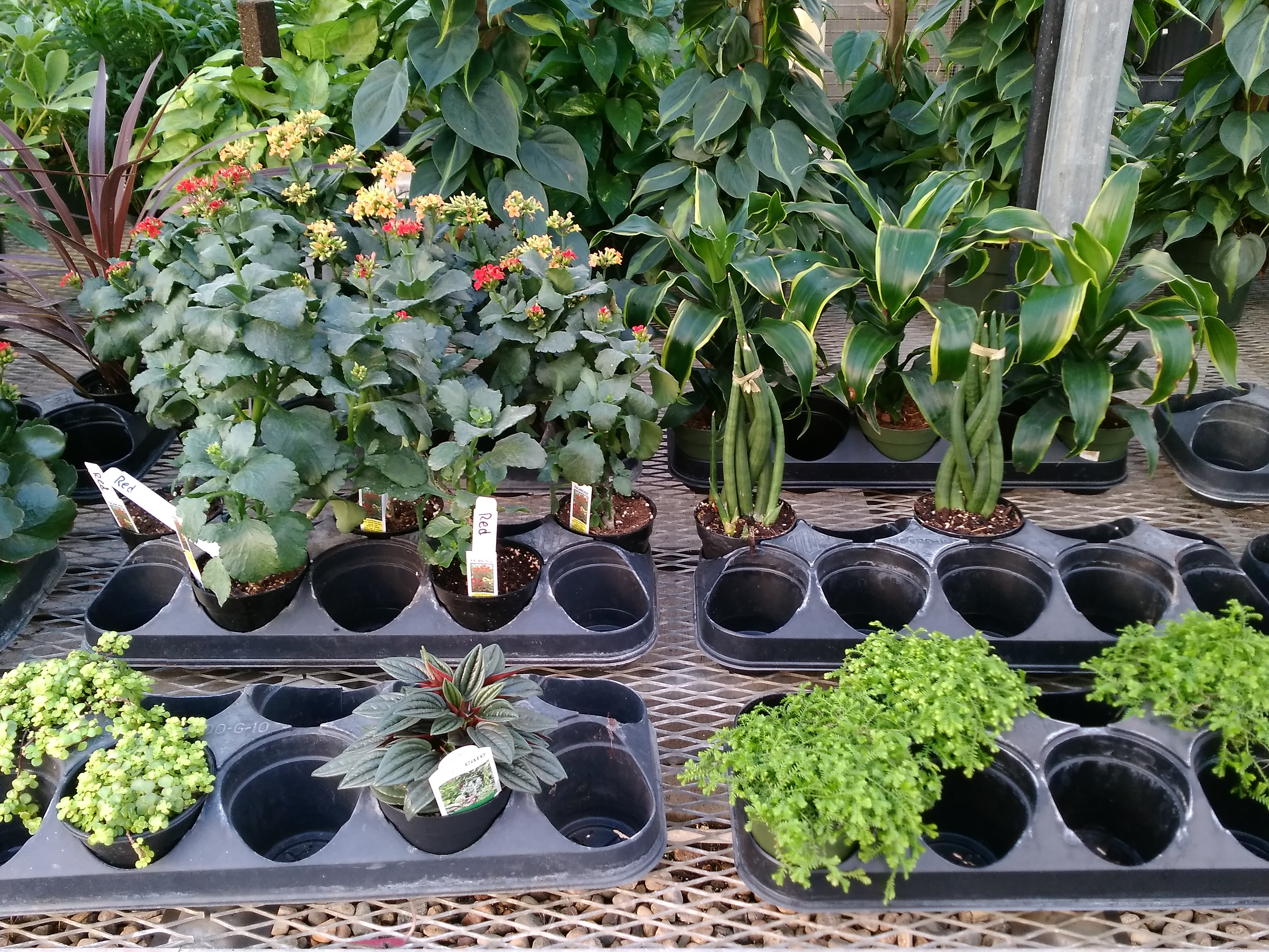 Lowes garden center hanging plants