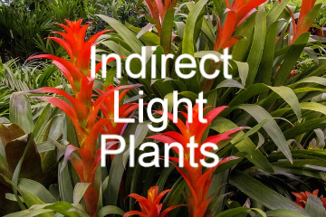 Direct Light Plants Lowe S Garden Center