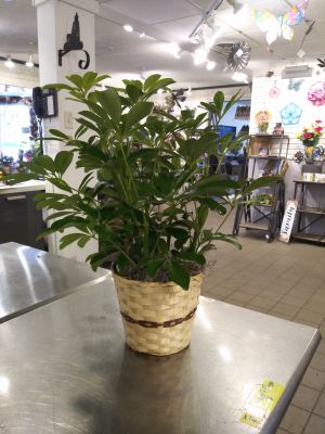 Schefflera