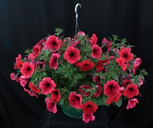 Small Single Variety  Annual Hanging Basket