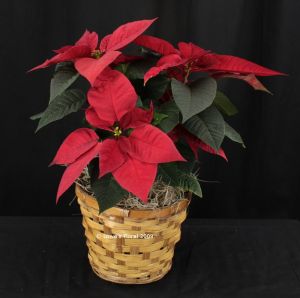 Poinsettia
