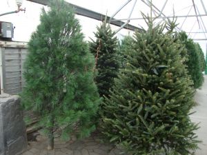 Fresh Cut Christmas Trees