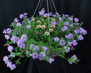 Large Sunny Mixed Hanging Basket