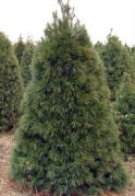 white-pine.jpg