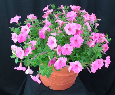 Lowes Single Variety Annual Planter