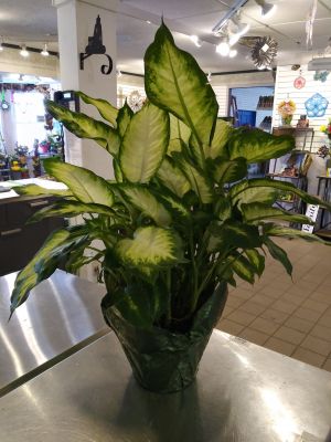 Dieffenbachia