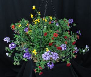 Lowes Medium Sunny Annual Hanging Basket