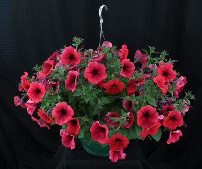 Small Single Variety  Annual Hanging Basket