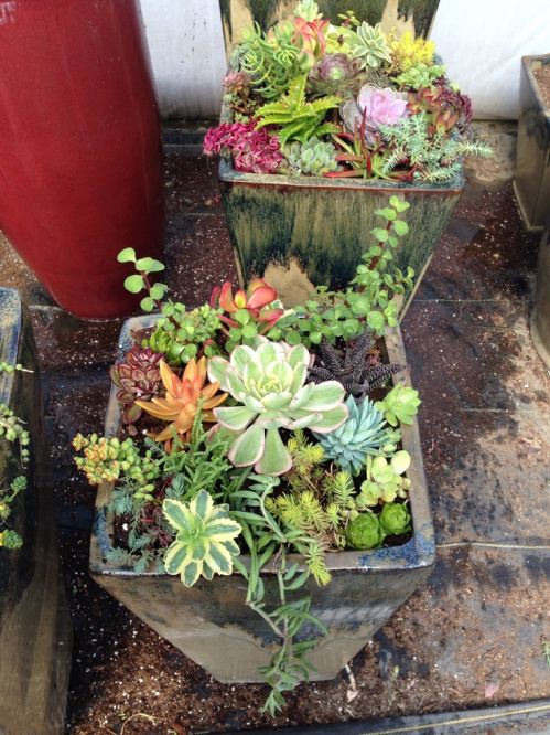 succulent_planters.jpg