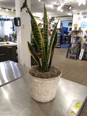 Sanseveria