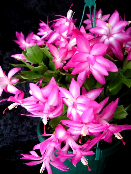 Christmas Cactus