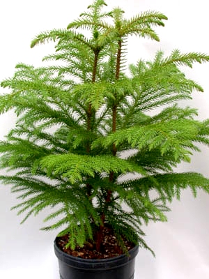 Norfolk Island Pine